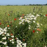 1307G 074 Insel Fehmarn